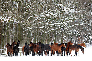 Gestuet Graditz  Pferde stehen im Winter auf einer schneebedeckten Koppel