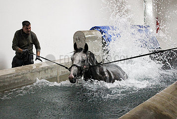 Muenchen  Pferd schwimmt am Zuegel in einem Wasserbecken