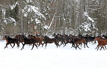 Gestuet Graditz  Pferde galoppieren im Winter ueber eine schneebedeckte Koppel