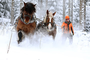 Kretscham  Deutschland  Holzrueckepferde bei Schneefall im Einsatz