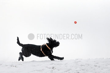 Graditz  Deutschland  Riesenschnauzer rennt im Winter einem Ball hinterher