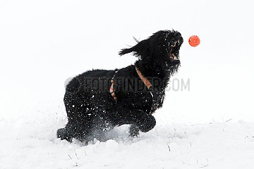 Graditz  Deutschland  Riesenschnauzer faengt im Winter auf einer verschneiten Wiese einen Ball