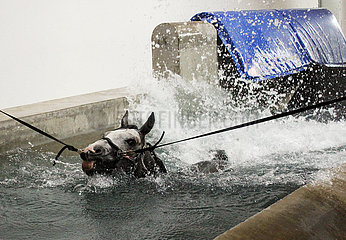 Muenchen  Pferd schwimmt am Zuegel in einem Wasserbecken