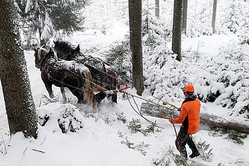 Kretscham  Deutschland  Holzrueckepferde bei Schneefall im Einsatz