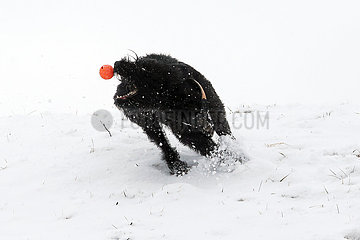 Graditz  Deutschland  Riesenschnauzer faengt im Winter auf einer verschneiten Wiese einen Ball
