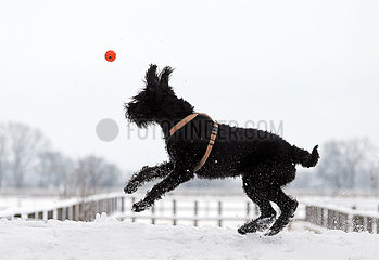 Graditz  Deutschland  Riesenschnauzer springt im Winter einem Ball hinterher