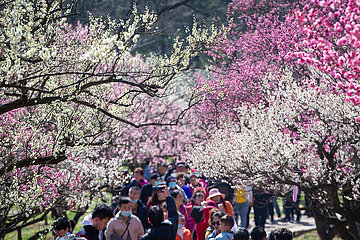 # CHINA-JIANGSU-NANJING-SPRING-FLOWERS (CN)