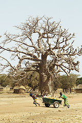 Landschaft mit Baobab Affenbrotbaum