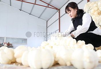 CHINA-LIAONING-YOUNG ENTREPRENEUR-HANDICRAFT BUSINESS (CN)
