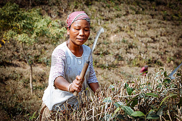 Reportage Teeplantagen im Tea State