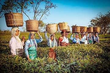 Sozialpastorale Arbeit auf der Teeplantage