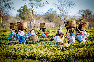 Sozialpastorale Arbeit auf der Teeplantage