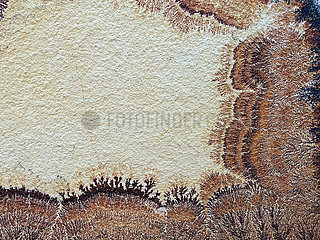 Kalkplatte in Solnhofen mit Dendriten(auskristallisierte Eisen- und Manganverbindungen) aus dem Oberjura vor ca. 150 Mio Jahren.