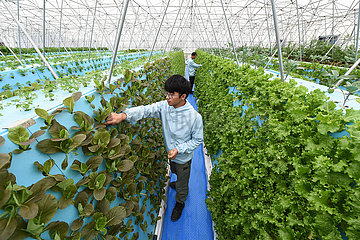 CHINA-ANHUI-HEFEI-Soilless CULTURE VEGETABLES (CN)