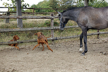 Gestuet Westerberg  Hund fluechtet vor einem neugierigen Pferd auf der Koppel