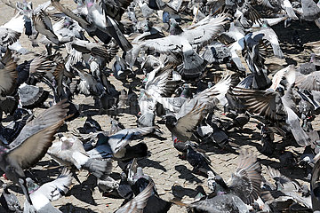 Tiflis  Georgien  Tauben auf einer Strasse