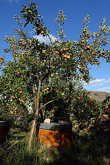 Neuenhagen  Deutschland  Bienenbeute steht unter einem tragenden Apfelbaum
