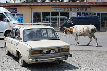 Tiflis  Georgien  Kuh laeuft in der Stadt eine Strasse entlang
