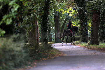 Gestuet Westerberg  junge Frau reitet auf ihrem Pferd einen Asphaltweg hinauf
