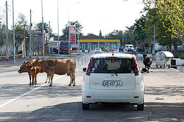 Kutaissi  Georgien  Kuehe stehen auf einer Strasse
