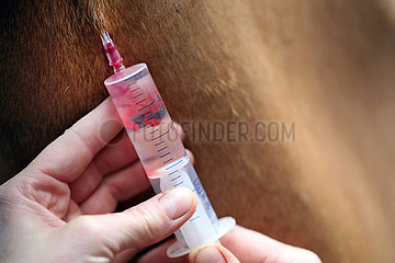 Muenchehofe  Detailaufnahme  einem Pferd wird ein Narkosemittel gespritzt
