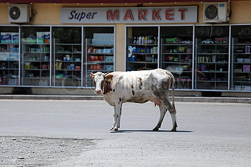 Tiflis  Georgien  Kuh steht vor einem Supermarkt auf der Strasse