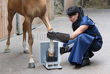 Muenchehofe  Tierarzthelferin bereitet die Roentgenuntersuchung eines Strahlbeins beim Pferd vor
