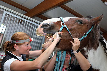 Muenchehofe  Tieraerztin schaut einem Pferd ins Maul