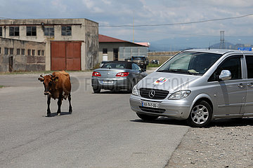Tiflis  Georgien  Kuh laeuft eine Strasse entlang