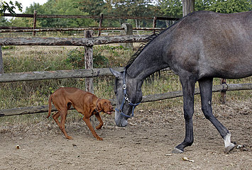 Gestuet Westerberg  Hund bellt ein neugieriges Pferd auf der Koppel an