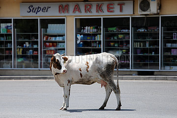 Tiflis  Georgien  Kuh steht vor einem Supermarkt auf der Strasse