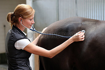 Muenchehofe  Tieraerztin horcht mit einem Stethoskop nach den Darmgeraeuschen eines Pferdes