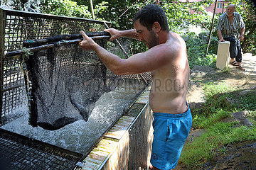 Keda  Georgien  Mann holt mit einem Netz lebende Fische aus einem Bassin