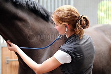 Muenchehofe  Tieraerztin hoert mit einem Stethoskop die Luftroehre eines Pferdes ab