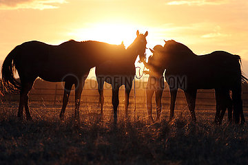 Gestuet Westerberg  Silhouette  Pferde und Frau im Sommer bei Sonnenuntergang auf der Weide