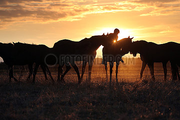 Gestuet Westerberg  Silhouette  Pferde und Reiterin im Sommer bei Sonnenuntergang auf der Weide