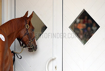 Iffezheim  Pferd wartet auf den Einlass in die Auktionshalle