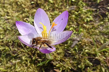 Berlin  Deutschland  Biene sammelt Nektar aus einer violetten Krokusbluete