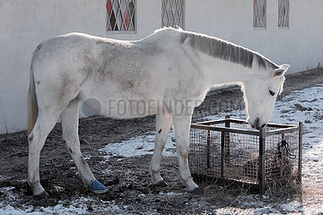 Bruchmuehle  Pferd mit Hufverband frisst im Winter Heu aus einem Trog