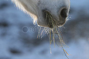 Bruchmuehle  Detailaufnahme: Pferd frisst im Winter Heu