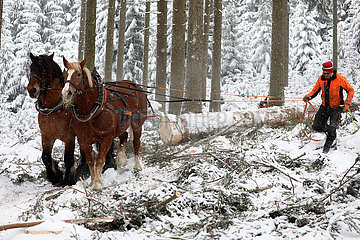 Kretscham  Holzrueckepferde ziehen bei Schneefall im Wald einen gefaellten Baumstamm hinter sich her