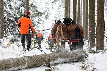 Kretscham  Holzrueckepferde ziehen bei Schneefall im Wald einen gefaellten Baumstamm hinter sich her