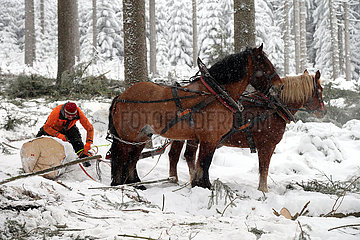 Kretscham  Holzrueckepferde und Forstarbeiter im verschneiten Wald bei der Arbeit