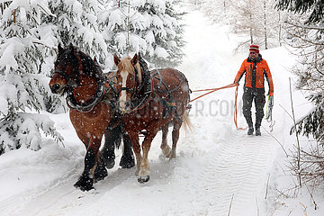 Kretscham  Holzrueckepferde und Forstarbeiter laufen durch den verschneiten Wald