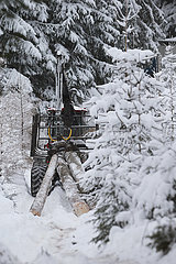 Kretscham  Deutschland  gefaellte Baumstaemme werden im Wald auf einen Rueckezug geladen