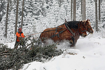 Kretscham  Holzrueckepferde und Forstarbeiter kaempfen sich im verschneiten Wald durch den Tiefschnee