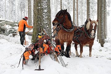 Kretscham  Holzrueckepferde und Forstarbeiter im verschneiten Wald bei der Arbeit