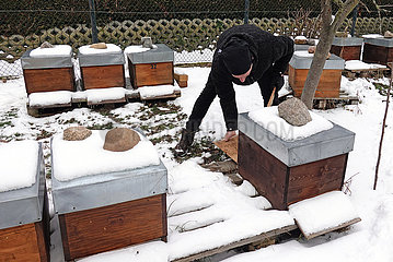 Neuenhagen  Deutschland  Imker kontrolliert im Winter den Boden-Einschub einer Bienenbeute
