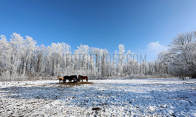 Bruchmuehle  Pferde stehen im Winter auf einer Koppel mit Heuraufe
