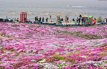 CHINA-HEBEI-TANGSHAN-MOSS PINK-FLOWER (CN)